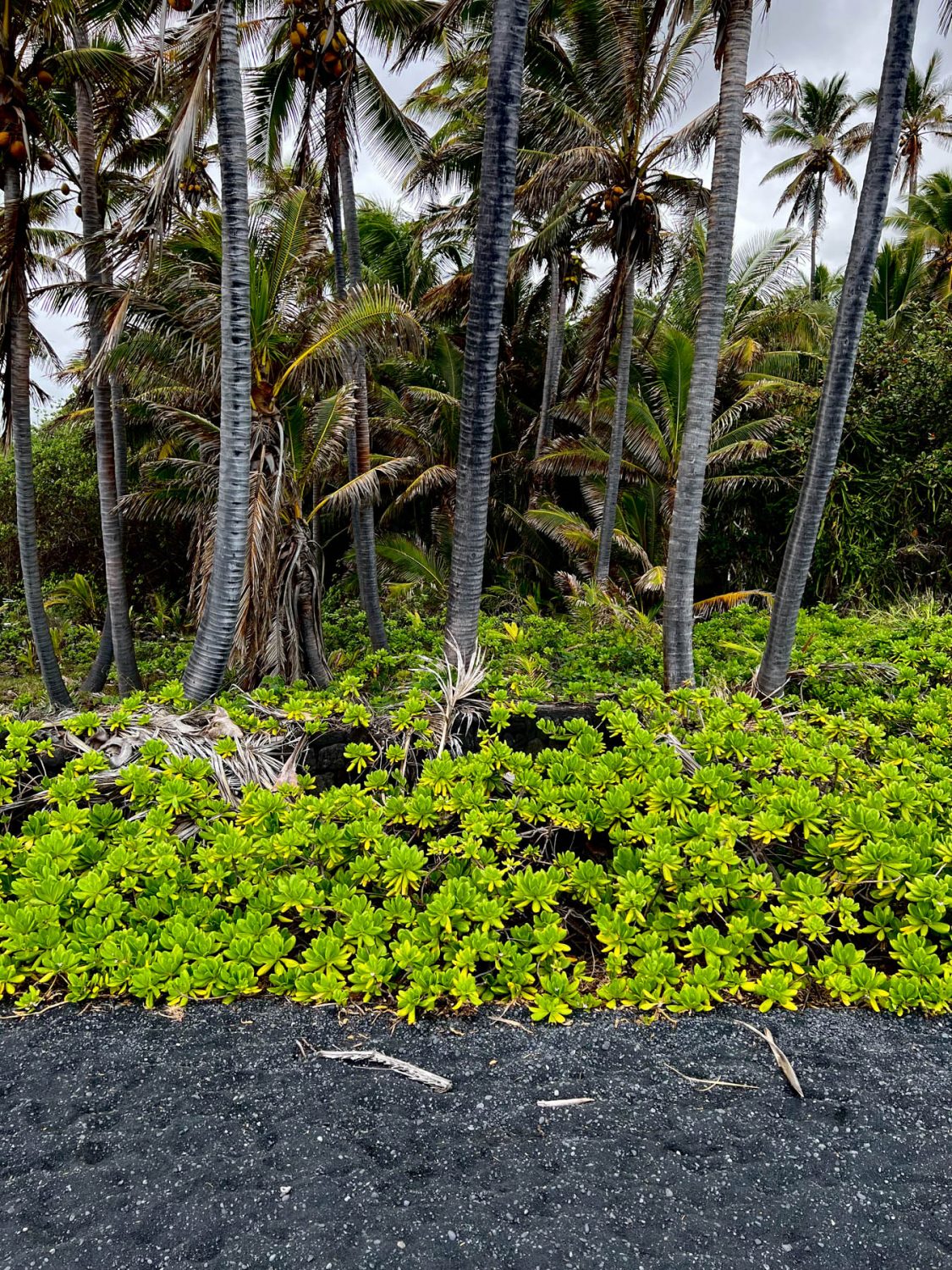Punaluʻu Black Sands Beach