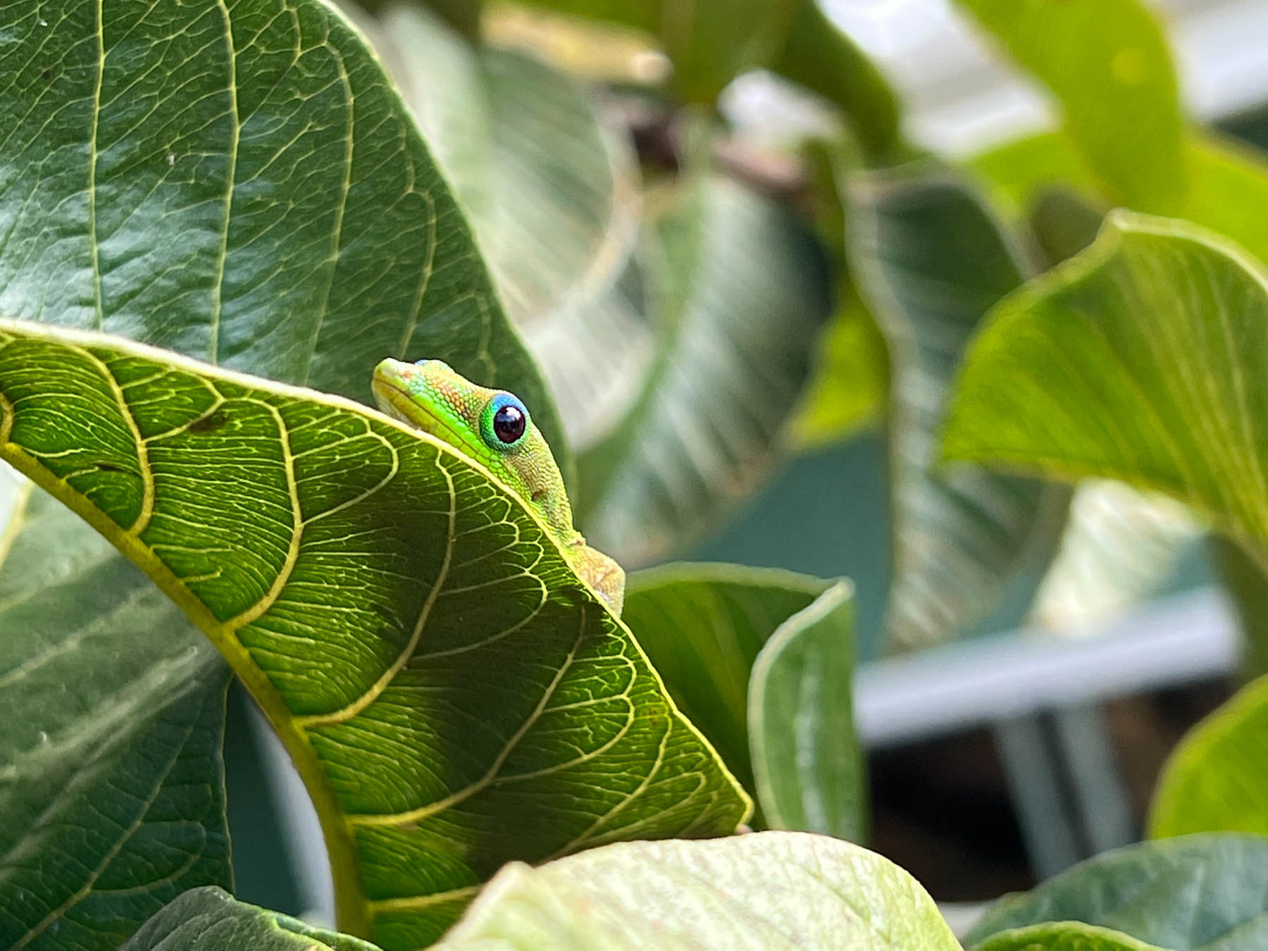 Hala Tree Organic Kona Coffee Farm